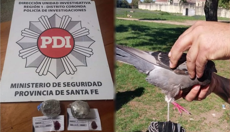 Encontraron una paloma mensajera en la cárcel de Coronda con dos bochitas de marihuana