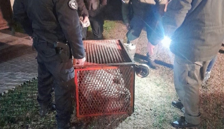 Apareció un puma en el patio de una casa