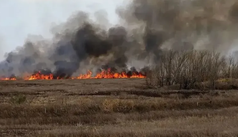 Tres apicultores de Villa Constitución irán a la cárcel por provocar un incendio en las islas