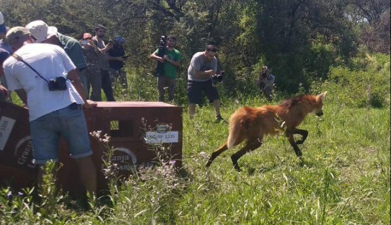 Provincia liberó 460 animales silvestres en sus hábitats naturales