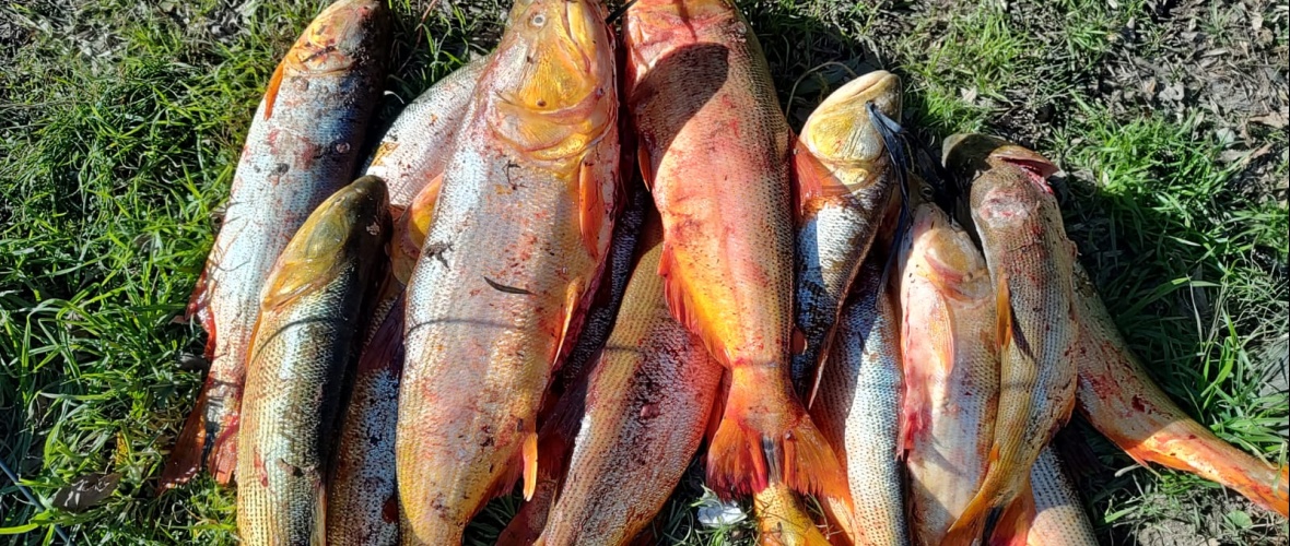 Decomisaron 300 kilos de pescado fresco en Arroyo Seco