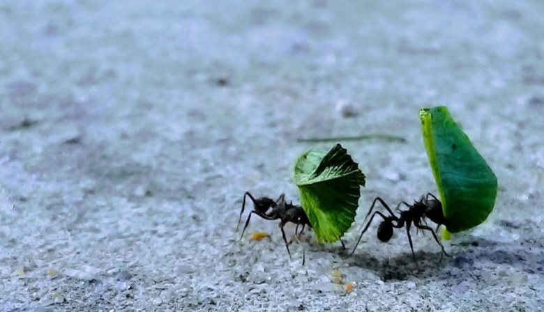 Hormigas: cómo es el método de control biológico para alejarlas de la huerta