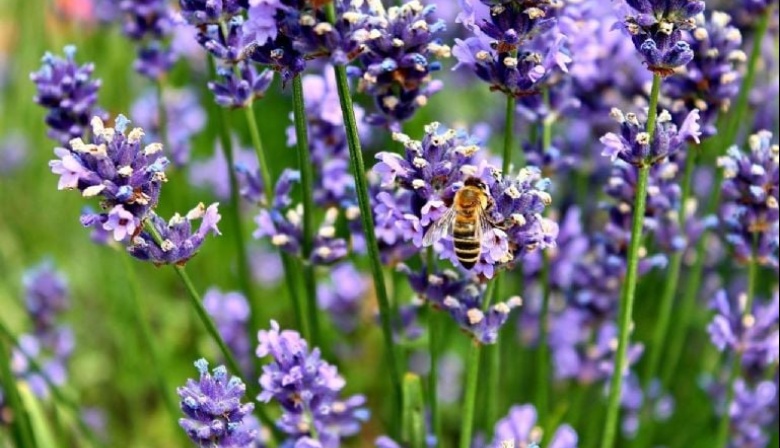 La forma correcta de podar la Lavanda para tener flores eternas