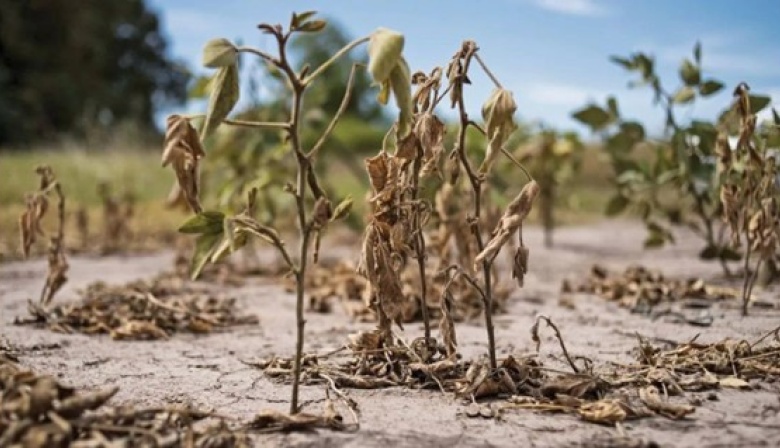 Desesperado rezo del campo a La Niña para que deje pasar agua y salve los cultivos