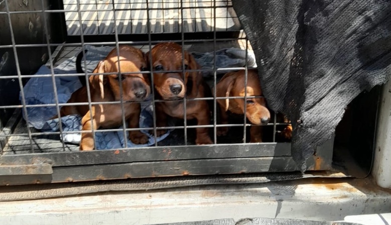 Rescataron a 3 perros salchicha y 11 gatos siameses de un criadero ilegal