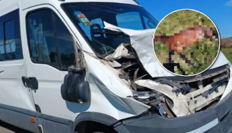 Una camioneta embistió a un caballo suelto en Ruta 9