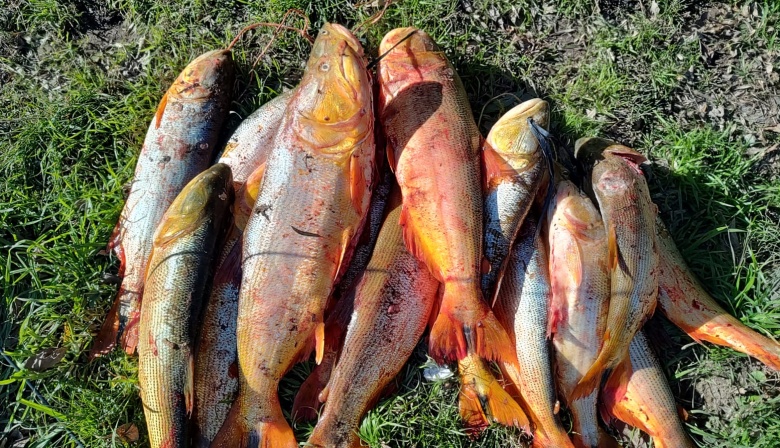 Decomisaron 300 kilos de pescado fresco en Arroyo Seco