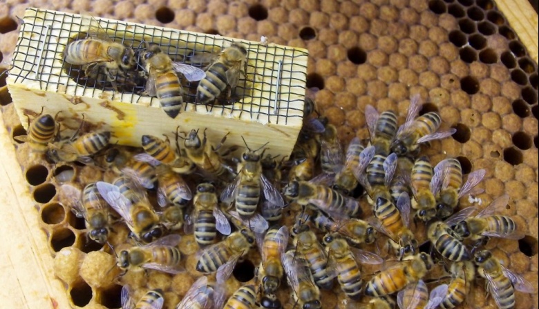 Récord de exportaciones de abejas reinas en los primeros 5 meses de 2025