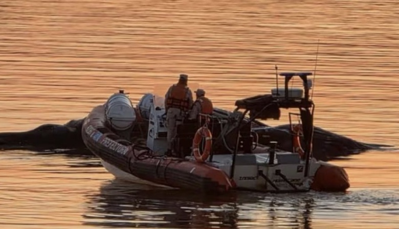 Apareció una ballena en el río Paraná y creen que está agonizando