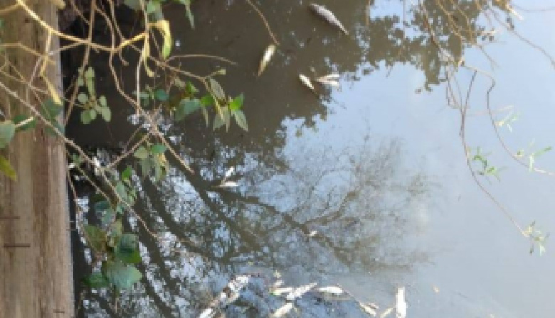 La Secretaría de Medio Ambiente respondió al pedido de análisis del agua del arroyo Seco tras la aparición de peces muertos
