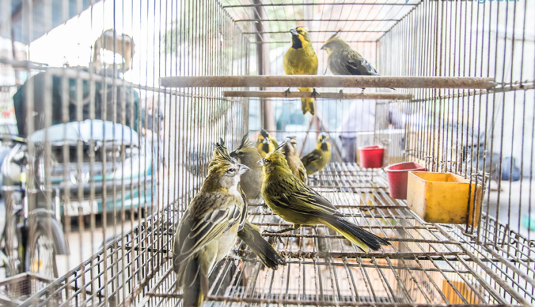 San Nicolás: procesaron a dos hombres por traficar y comercializar especies de aves protegidas