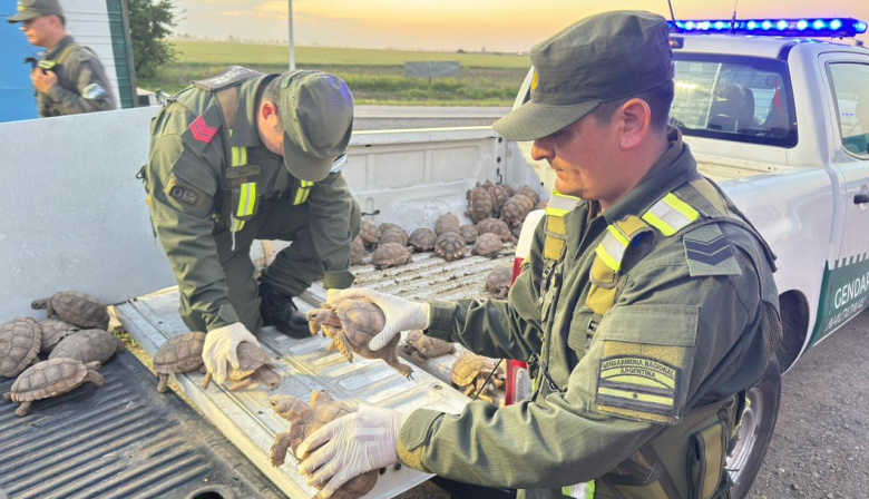 Gendarmería rescató 166 tortugas que llevaban ocultas en un cargamento de cebollas