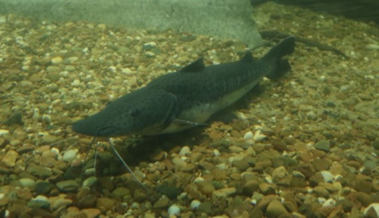 El sábado comienza la veda para la pesca de surubí