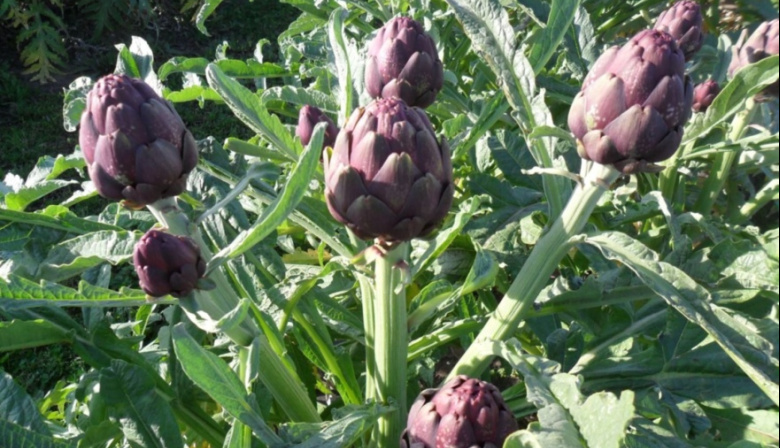 El INTA impulsa la innovación y la integración de la cadena hortícola