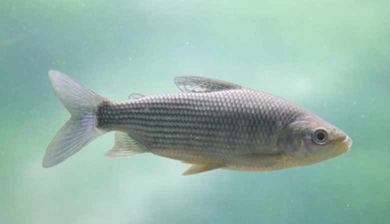 Por qué Santa Fe limitó la exportación de peces del río Paraná