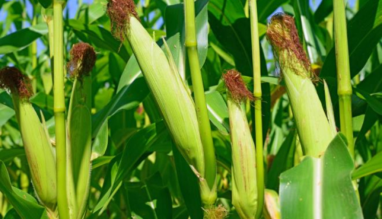 Las lluvias están acompañando el desarrollo de los cultivos de maíz en el 90% de la región núcleo