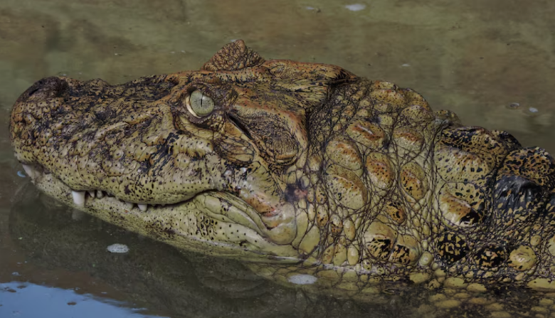 Santa Fe liberó a Ricardito, el yacaré que pasó más de 10 años en el Instituto Malbrán