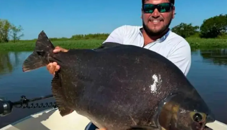 Récord: Pescaron un pacú  de 13 kilos en el río Paraná