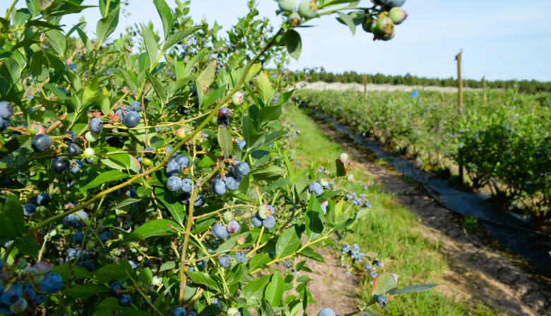 En 2025 se certificó exportación de más de 4200 toneladas de arándanos