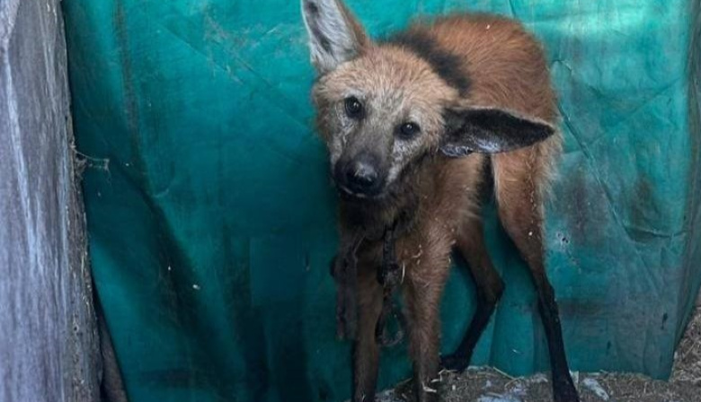 La policía rescató un ejemplar de aguará guazú