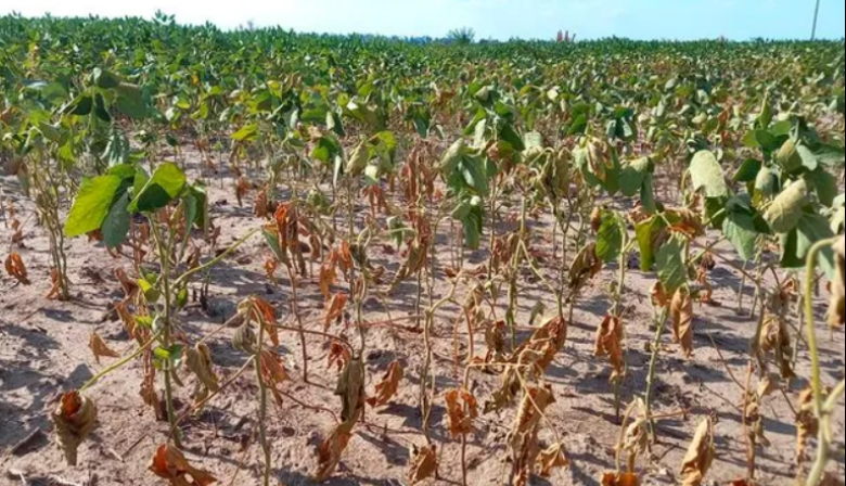 La falta de agua en la región núcleo complica los rindes de la soja de primera