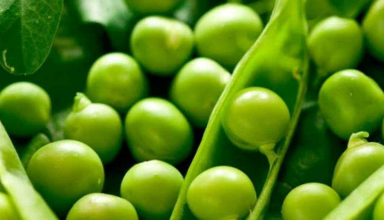 En el Día Mundial de las Legumbres el INTA destaca el valor de este cultivo