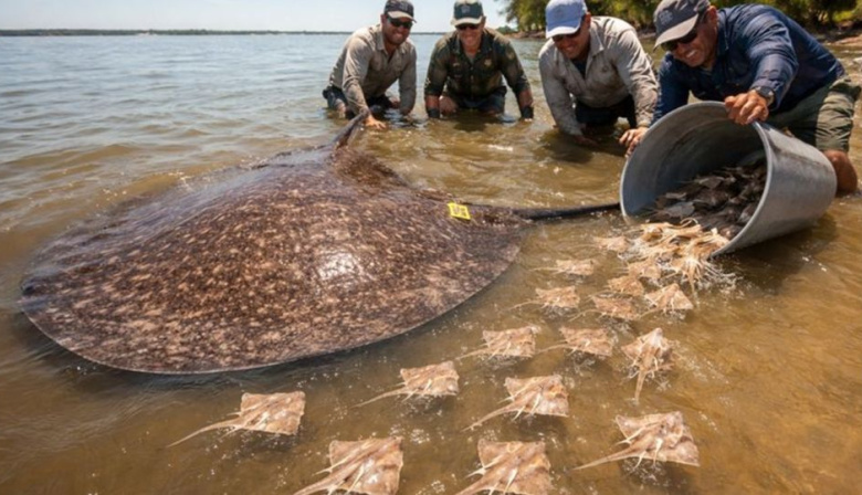 Capturaron una raya gigante que dio a luz a 16 crías antes de volver al agua