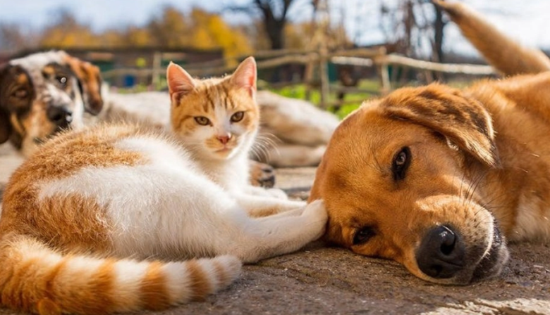 Jornada de castraciones y vacunación antirrábica en el Paseo Pedro Spina