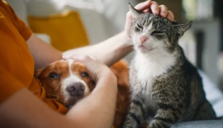 Jornada de castraciones y vacunación antirrábica en el Barrio Doña Pepa