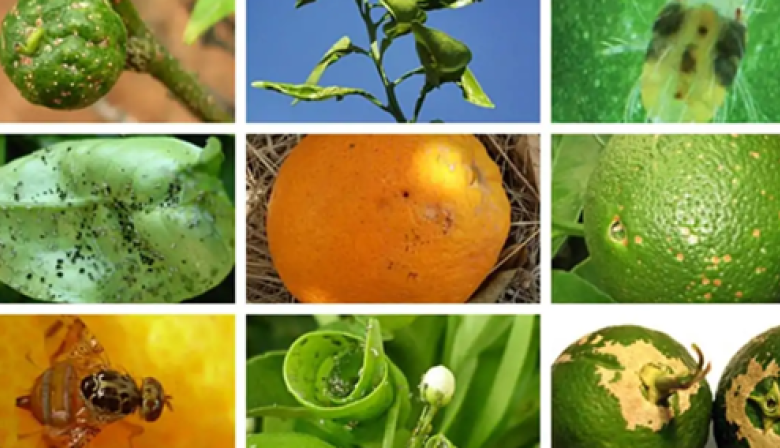Remedios caseros para mantener alejadas las plagas del jardin