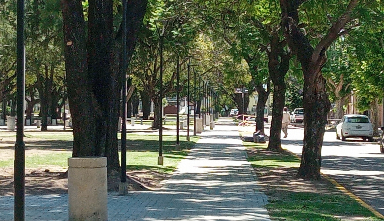 Plantar para el Futuro: Arroyo Seco compró árboles para los espacios públicos