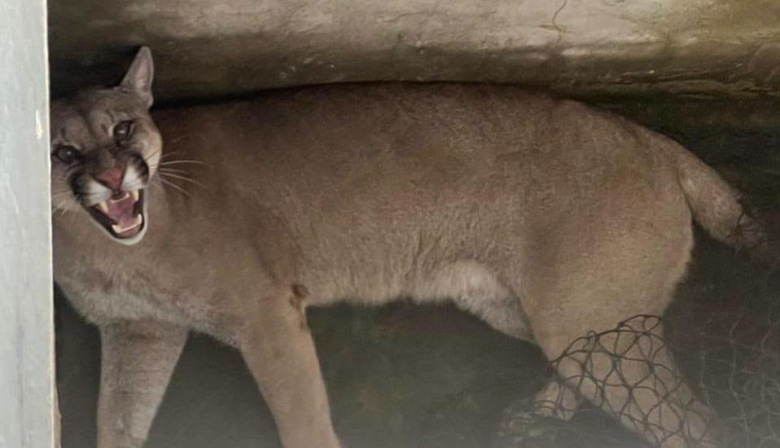 Rescataron y liberaron un puma que había ingresado a un domicilio