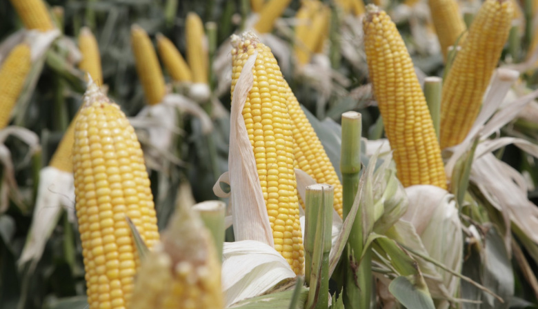 La producción de granos alcanzó una cosecha récord