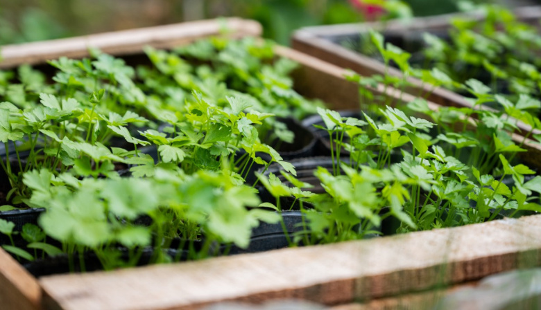 EL INTA presentó un Manual de Horticultura