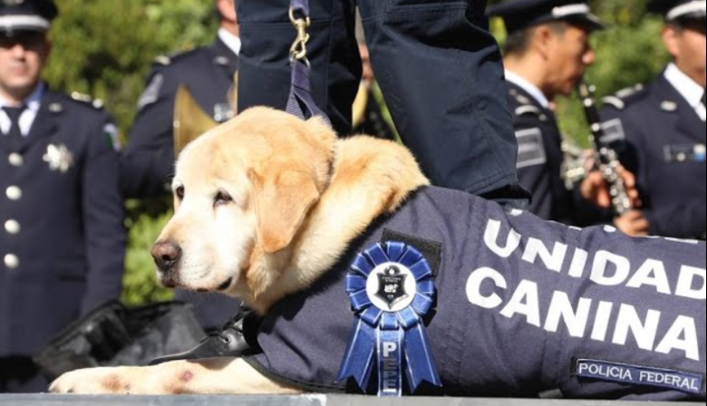 Día Nacional del Perro: Por qué se celebra hoy