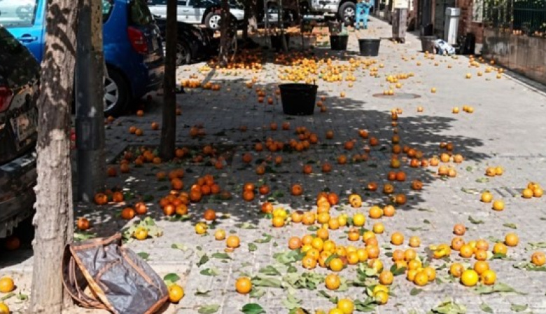 Las naranjas amargas de San Pedro despiertan interés  por su potencial uso farmacéutico