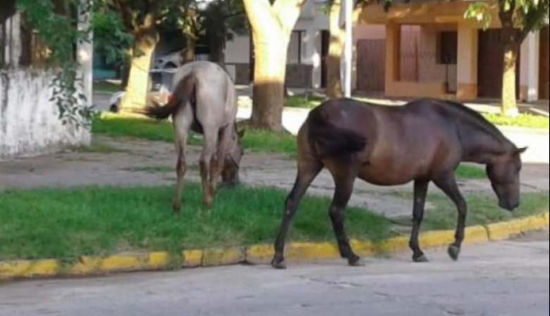 El Concejo demora la compra de un carro para trasladar los animales sueltos