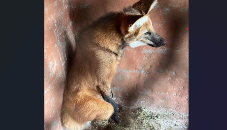 Un aguará guazú apareció en las calles de Puerto San Martín