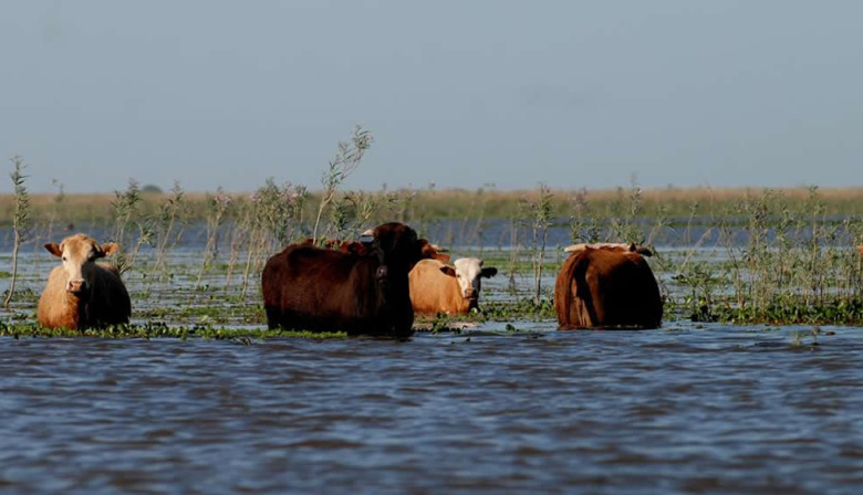 Pronostican que en Santa Fe la crecida del Paraná podría darse a mediados de agosto