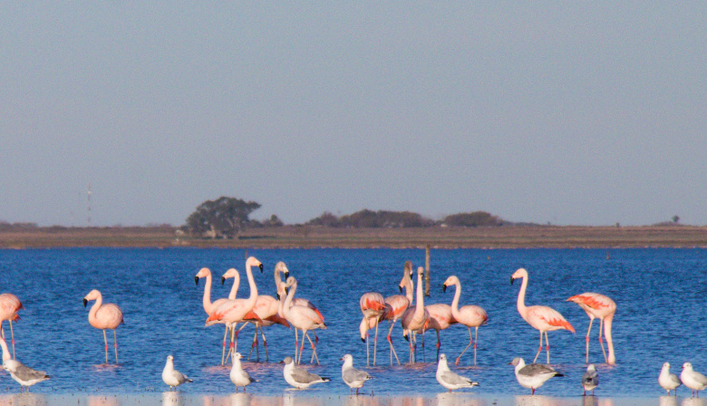 Flamencos en las lagunas de Santa Fe: un espectáculo natural único
