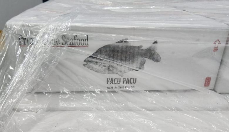 Argentina continúa exportando pacú chaqueño hacia los Estados Unidos