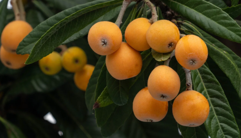 Nísperos: Una fruta deliciosa que puede comerse fresca o preparada en mil recetas