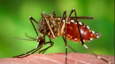 Sigue creciendo el número de casos de dengue e insisten en la consulta temprana