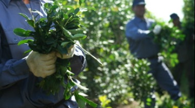 Aseguran que sin precios fijos para la Yerba Mate “no hay un panorama cierto para nadie”