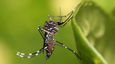 Salud informó otras tres personas fallecidas por Dengue en Santa Fe