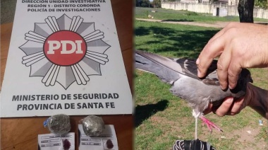 Encontraron una paloma mensajera en la cárcel de Coronda con dos bochitas de marihuana