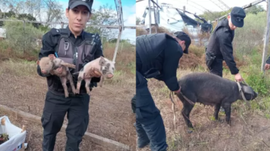 Encontraron cerdos en mal estado y otros muertos