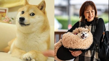 Murió Kabosu, la perra que dio origen al meme “Doge”