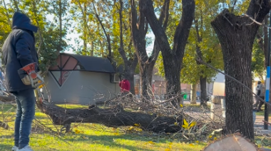 Retiraron árboles secos de la Plaza 9 de Julio