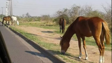 Recuerdan que está prohibida la circulación de animales por la ciudad